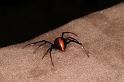 Latrodectus_hasselti_D7220_Z_89_Alexandra hills Brisbane_Australie